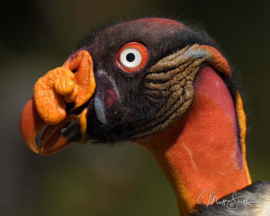 3-Costa Rica Tropical Lowlands Photo Workshop