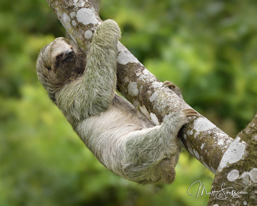 Costa Rica Tropical Lowlands Photo Workshop