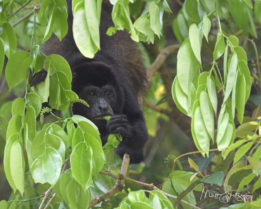 1-Costa Rica Tropical Lowlands Photo Workshop