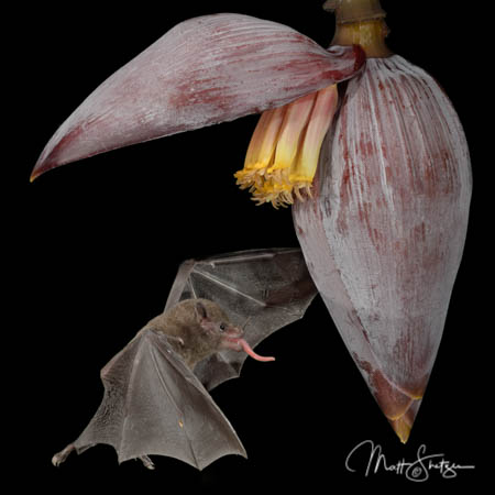 Photograph long tongued bats with our multi-flash systems.