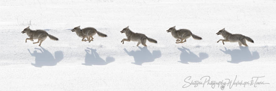 Coyote Running Sequence from Yellowstone