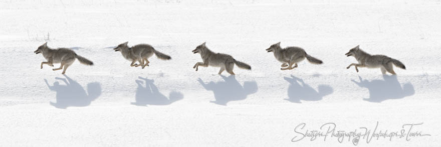 Coyote Running Sequence from Yellowstone 20180112 142406