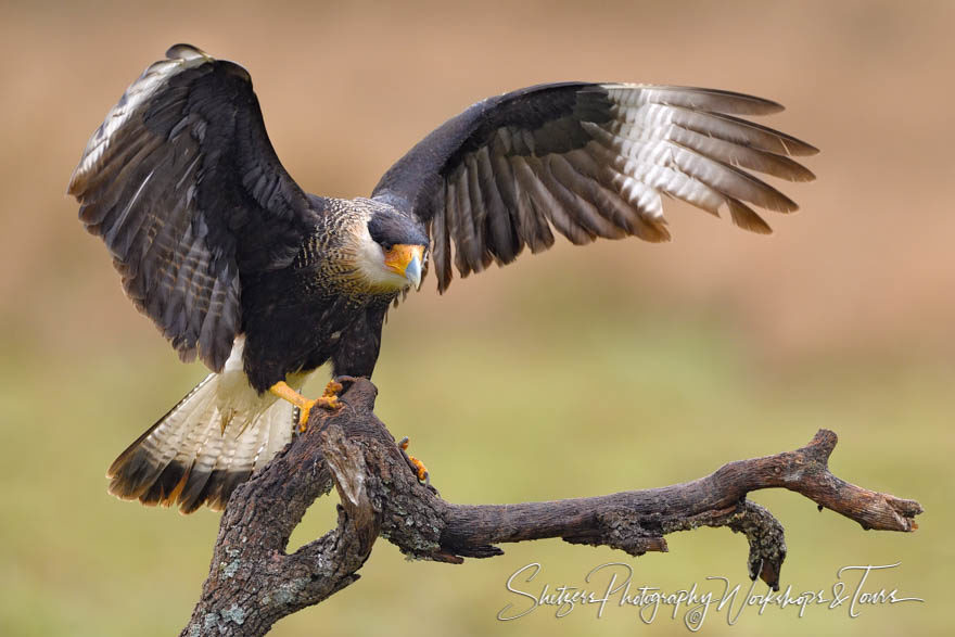 Crested Caracara