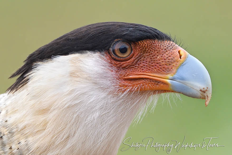 Crested Caracara Bird Face Closeup