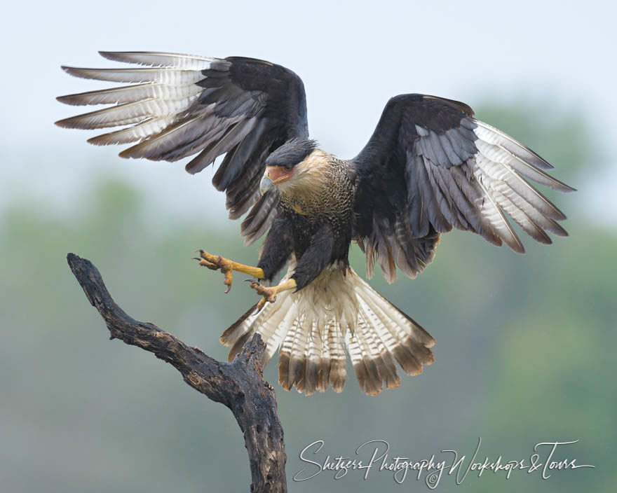 Crested Caracara Landing