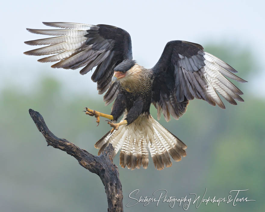 Crested Caracara Landing 20180213 103744