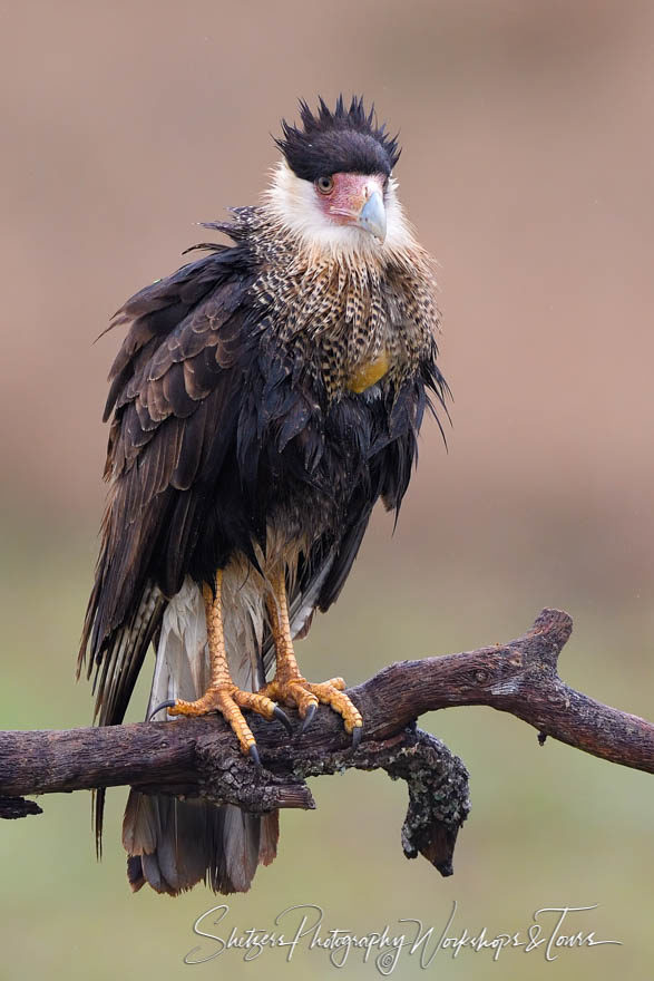 Crested Caracara – The Mexican Buzzard