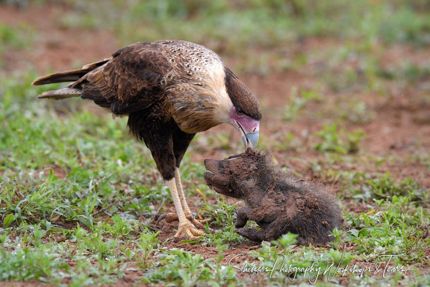 Crested Caracara and Raccoon Carrion