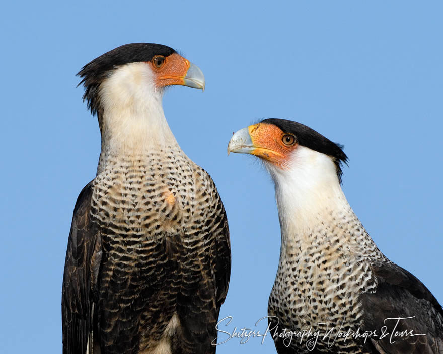 Crested Caracara close-up