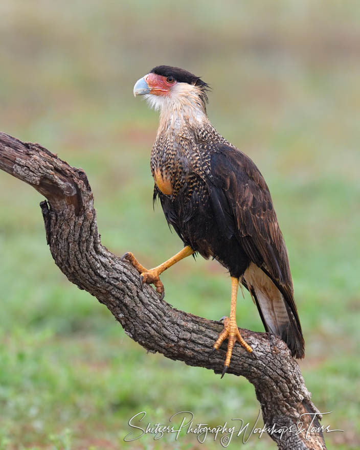 Crested Caracara of South Texas