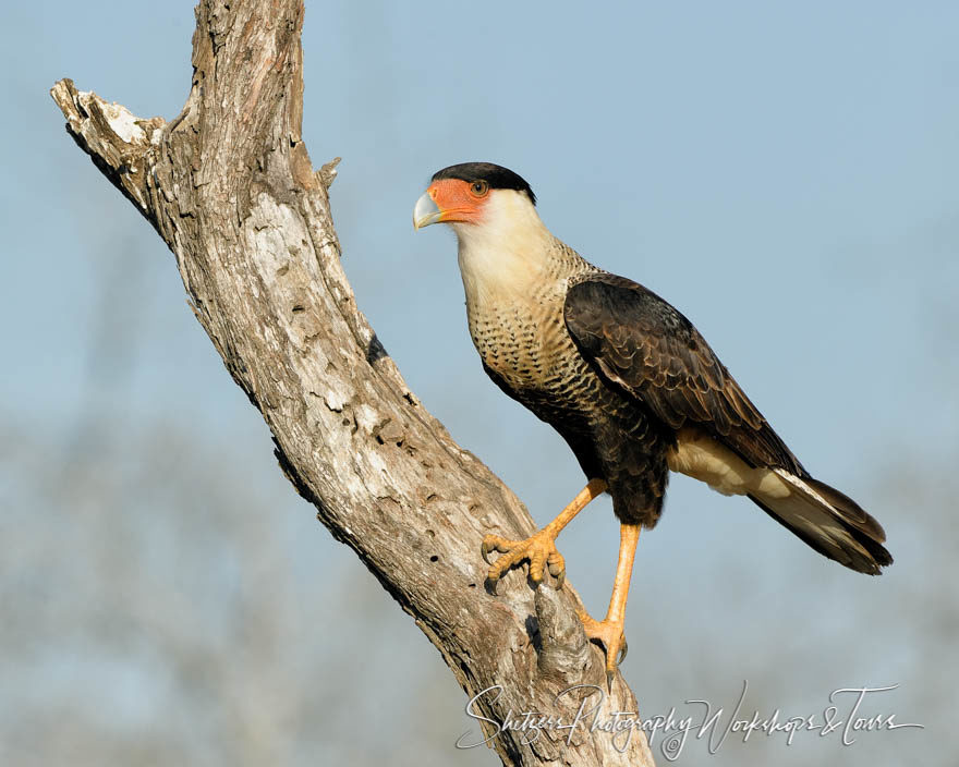 Crested Caracara on a perch