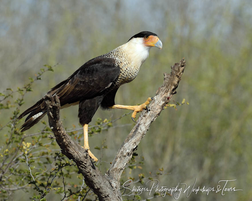Crested Caracara on perches