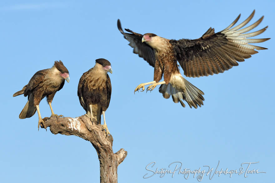 Crested Caracaras in flight