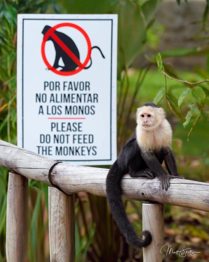 D White Faced Capuchin Funny Photograph
