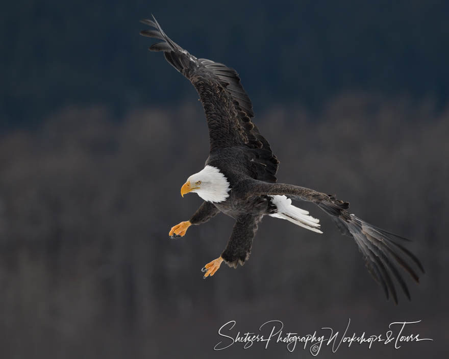 Descending Eagle on the Hunt