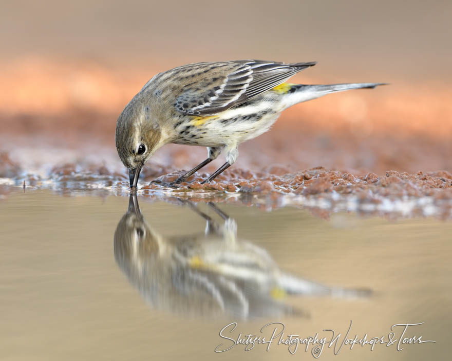 Drinking Yellow-rumped Warbler