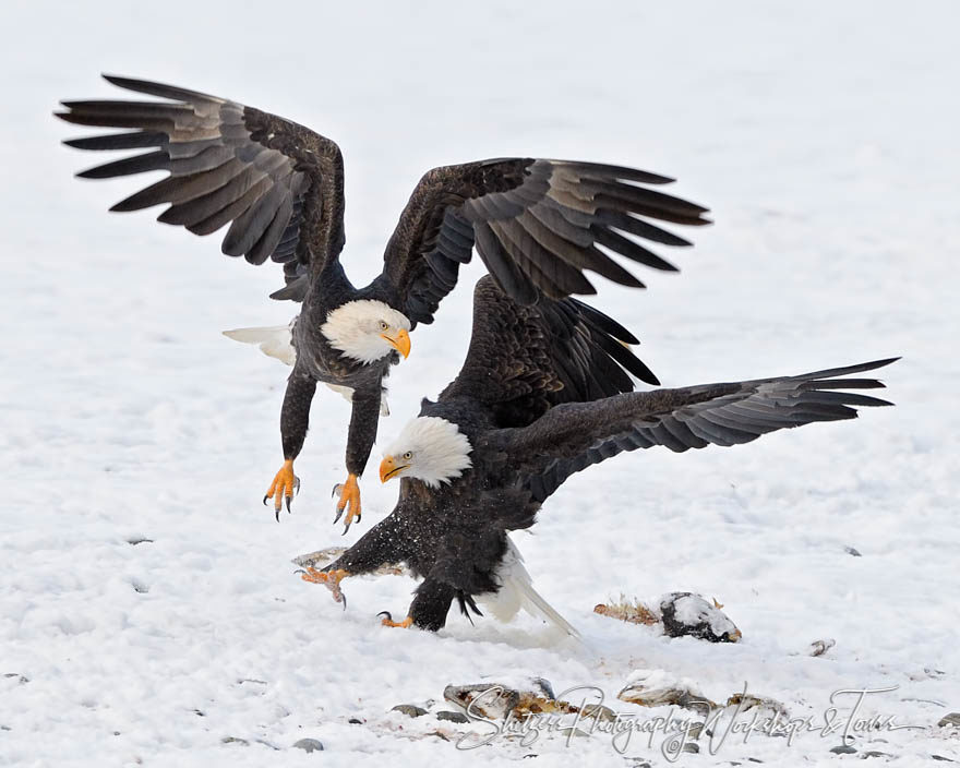 Eagles Attacking and Chasing