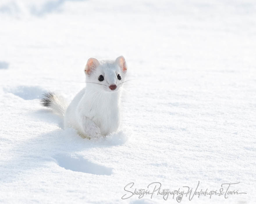 Ermine Running at Yellowstone