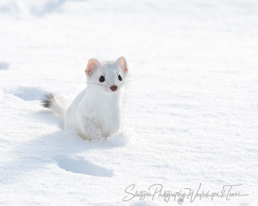 Ermine Running at Yellowstone 20180110 142033