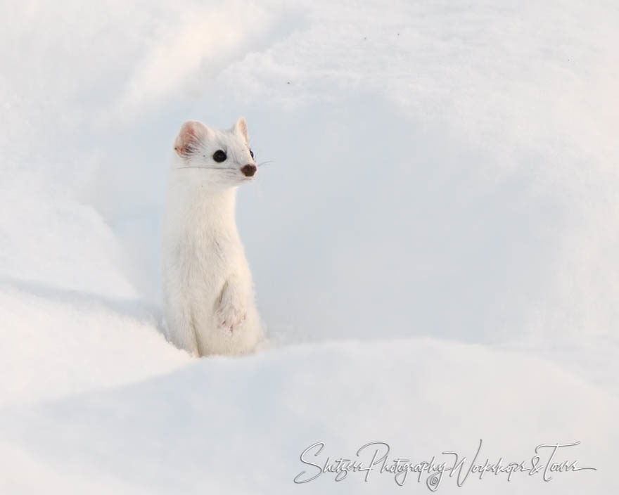 Ermine Stands Guard