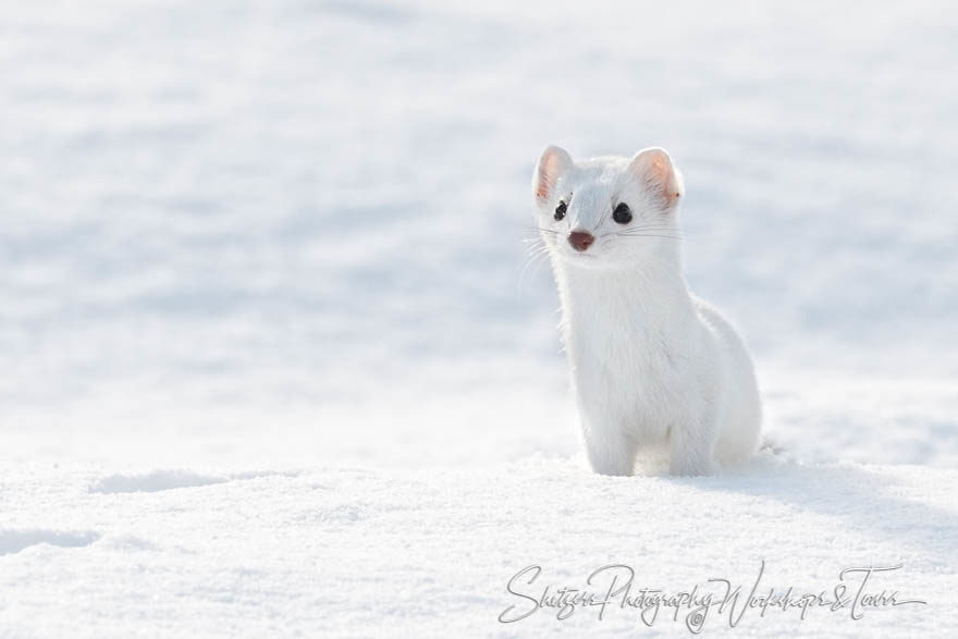 Ermines of Yellowstone