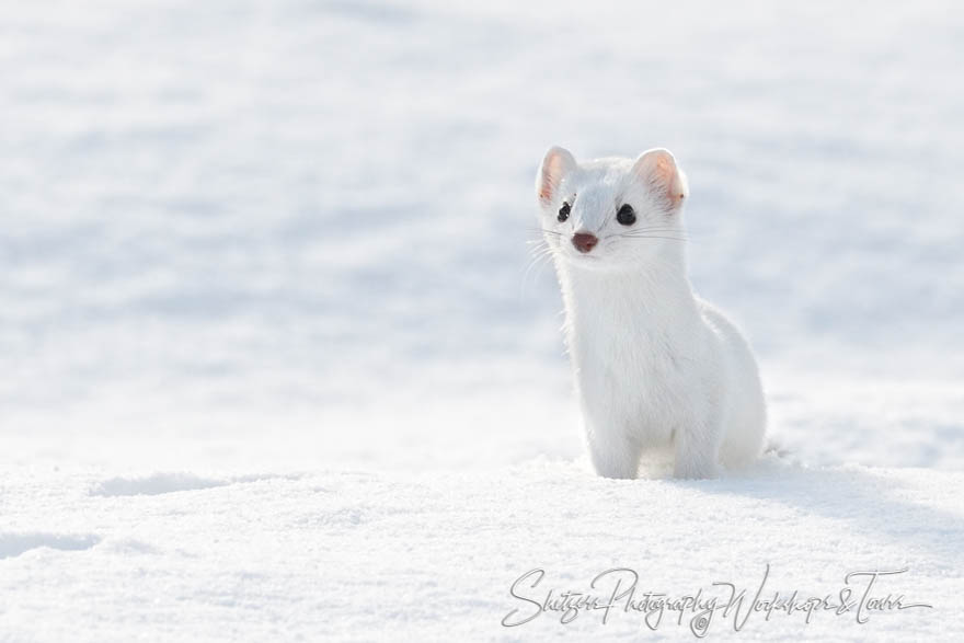 Ermines of Yellowstone 20180110 142026