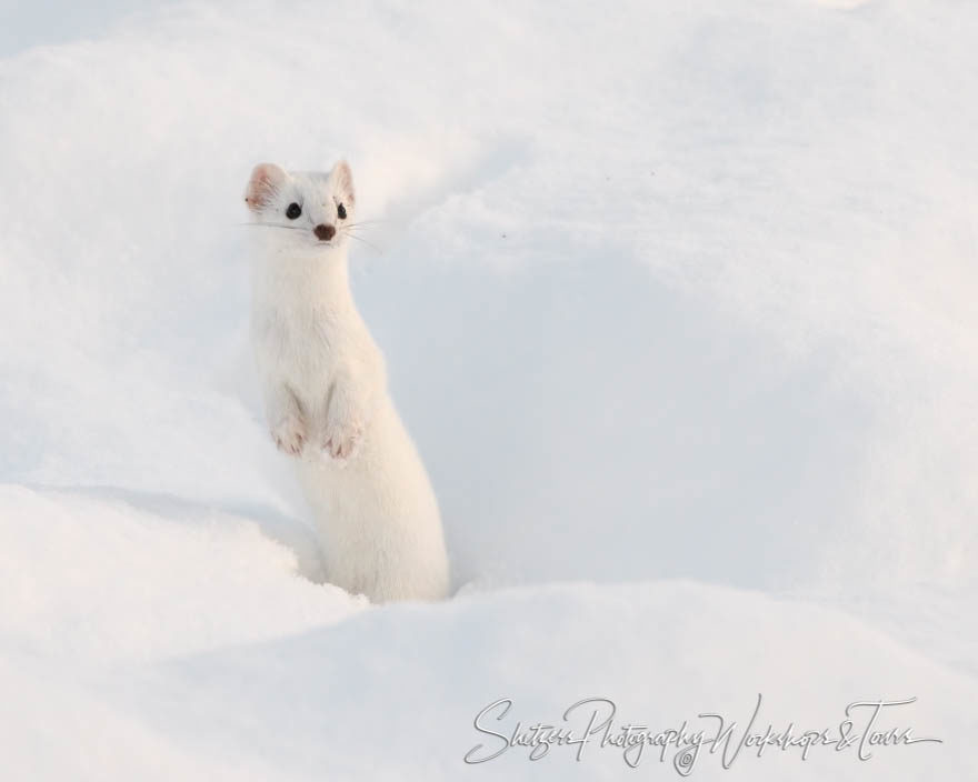 Ermines of Yellowstone