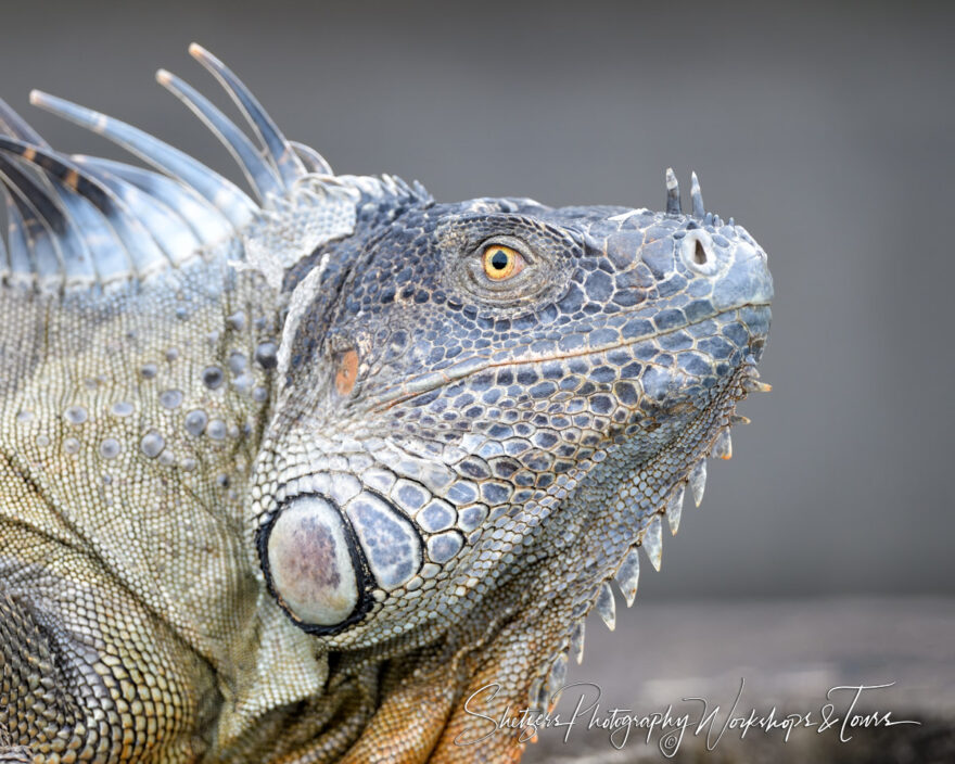 F Costa Rica Green Iguana