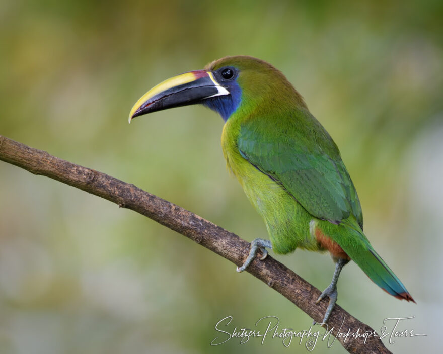 F Emerald Toucanet