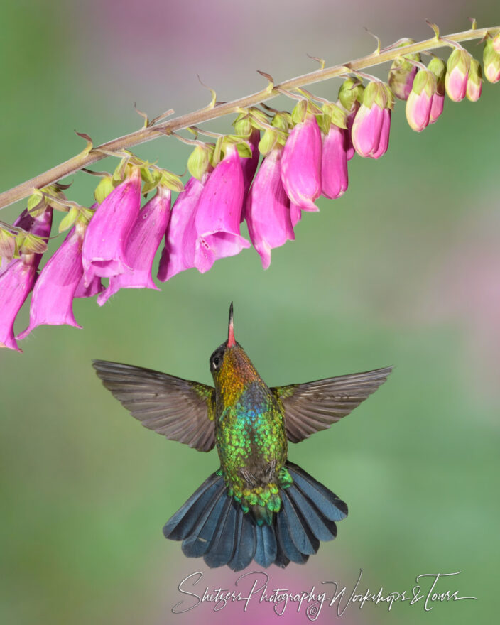 F Fiery Throated Hummingbird Up Close