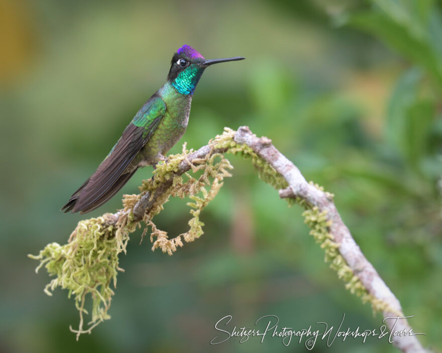 F Magnificent hummingbird in Costa Rica