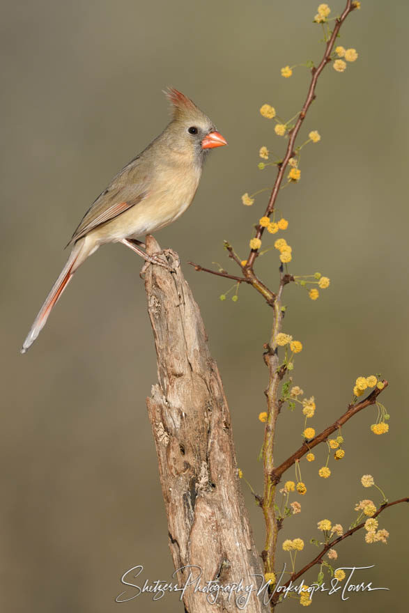 Female Northern Cardinal with yellow flowers