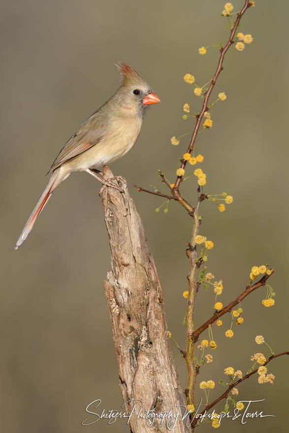 Female Northern Cardinal with yellow flowers 20170201 185516