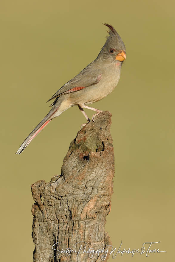 Female Northern cardinal on log