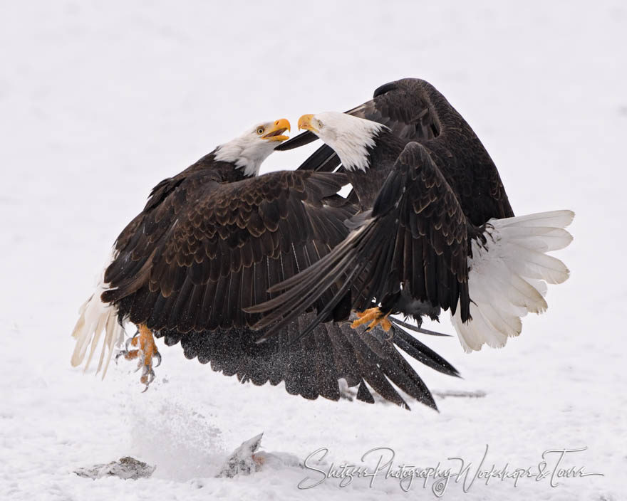 Fighting Eagles or Lovers?