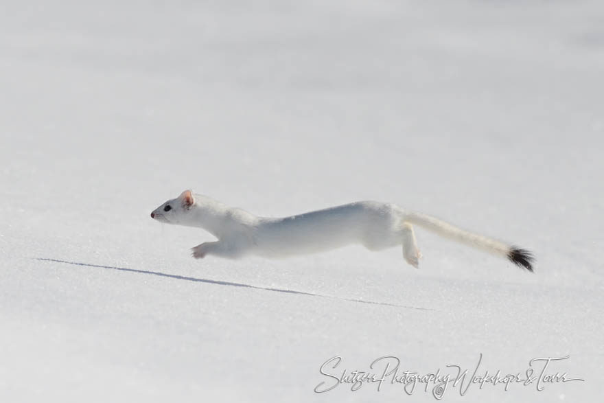 Floating Ermine Picture from Yellowstone