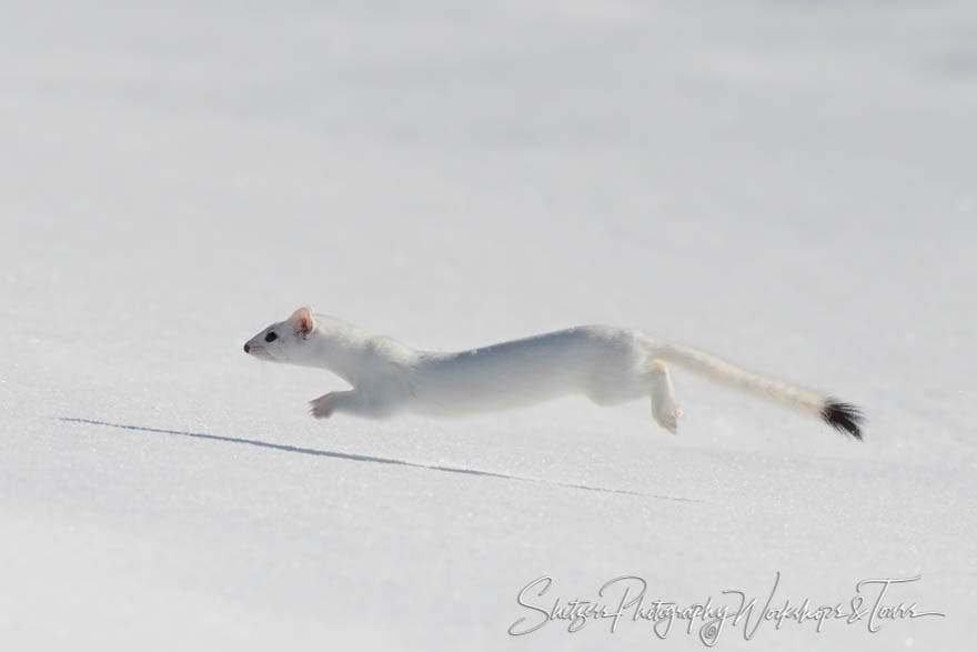 Floating Ermine Picture from Yellowstone 20180110 142131