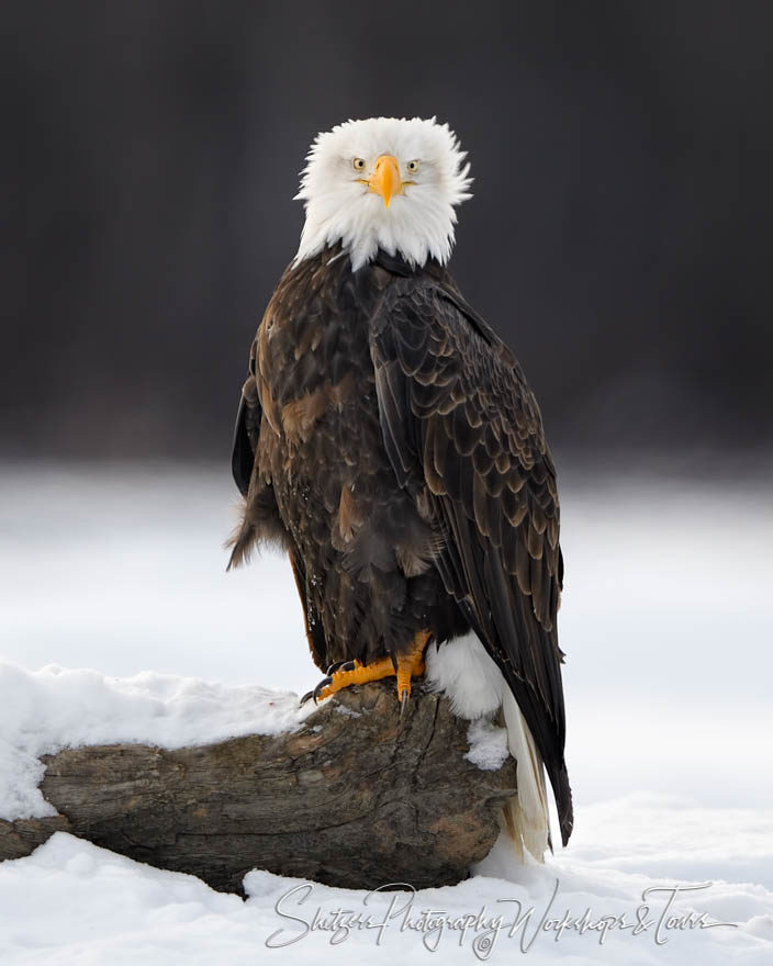 Fluffy Bald Eagle