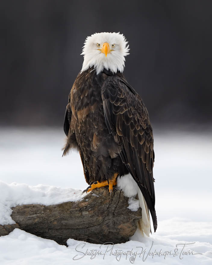 Fluffy Bald Eagle 20171114 132607