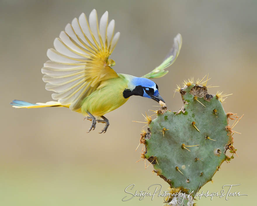 Flying and Feeding Green Jay