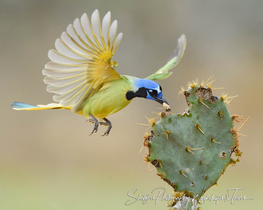 Flying and Feeding Green Jay 20180214 100425