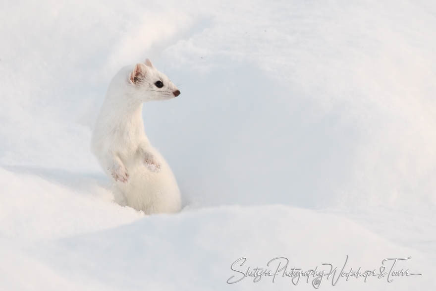 Fun Ermine Picture from Yellowstone