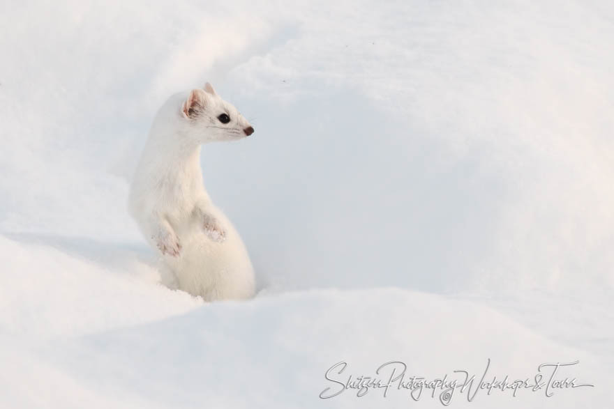 Fun Ermine Picture from Yellowstone 20180110 143003