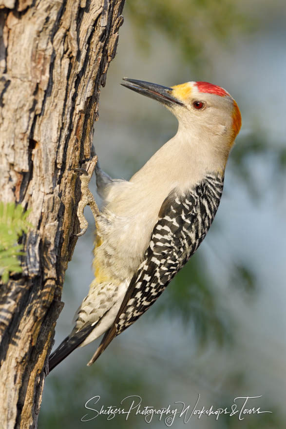 Gold-fronted Woodpecker with Red Crown