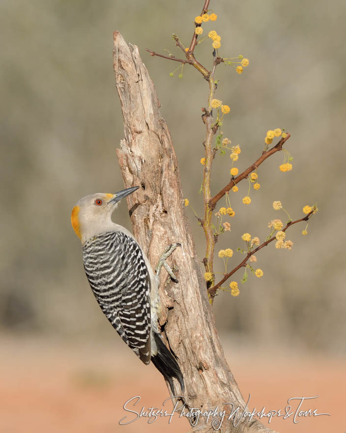 Golden-fronted Woodpecker on perch