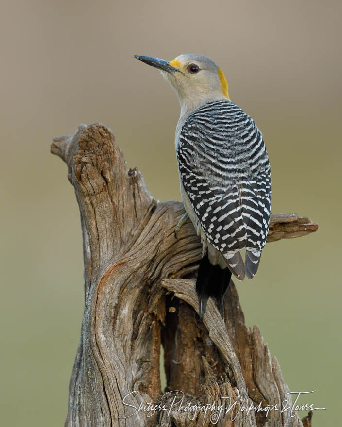 Golden-fronted Woodpecker perched on log
