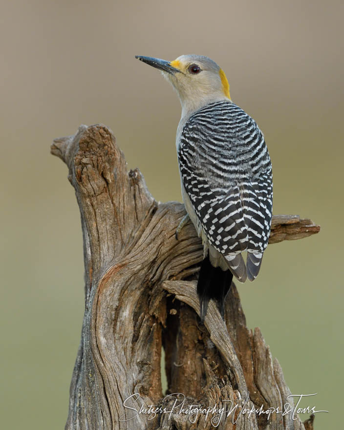 Golden fronted Woodpecker perched on log 20170130 200155