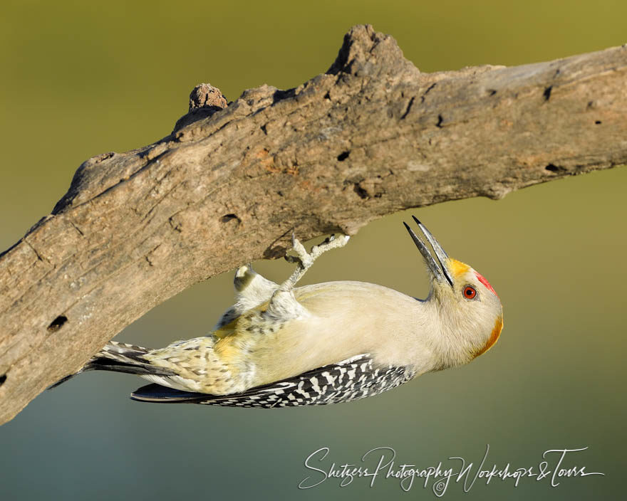 Golden-fronted Woodpecker upside down on perch