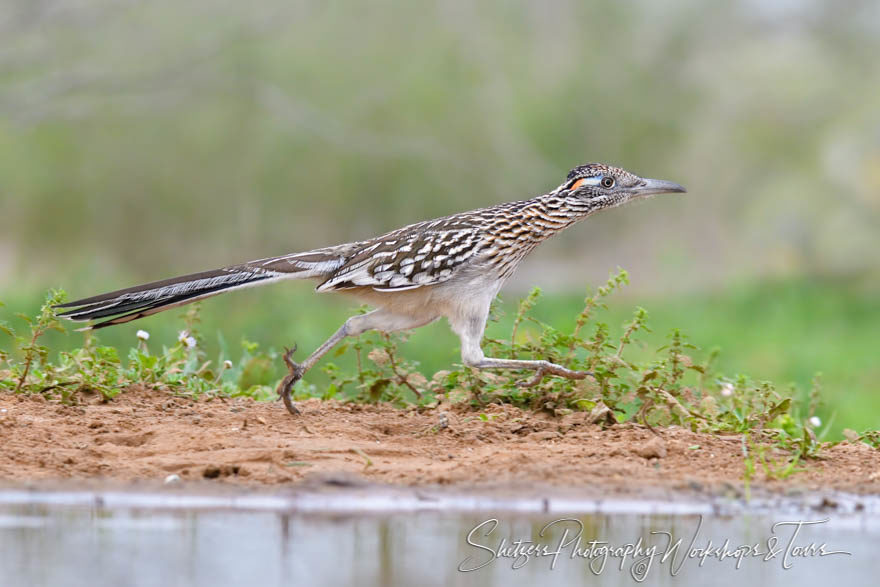 Greater Road Runner Running in South Texas