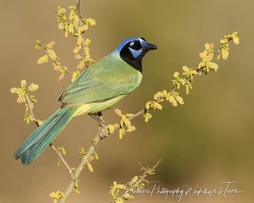 Green Jay on colorful perch